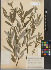 Foto von Salix alba L.